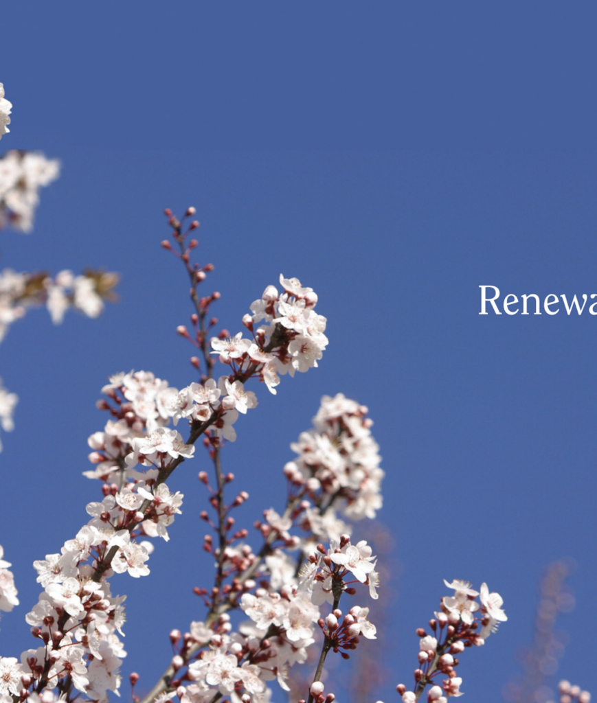 White cherry blossoms on branches against a clear blue sky, with the word "Renewal" in white text on the right side of the image.